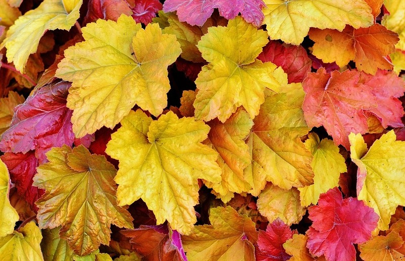 Pixabay Der Herbst bietet nicht nur buntes Laub, sondern auch eine Vielfalt in der Bildung.