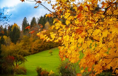 Wenn die Blätter sich verfärben und die Luft kühler wird, hält der Herbst in der Steiermark Einzug.