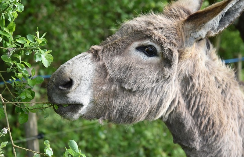 Pixabay Der Esel zählt wohl zu den bekanntesten Tieren in der Bibel - doch er ist bei weitem nicht der einzige.