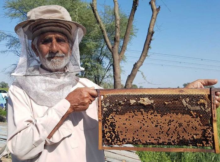 Caritas Mit dem SAFBIN Programm (kurz für: Smallholder Adaptive Farming and Biodiversity Network) führt die Caritas die Bienenzucht bei KleinbäuerInnen in Pakistan ein.