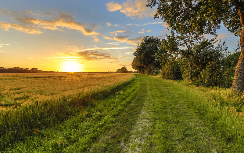 Wheat field along old oak track at sunset on Dutch countryside